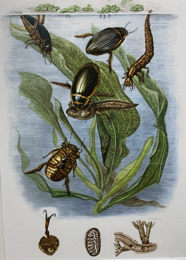 Planche d’encyclopédie, entomologie.