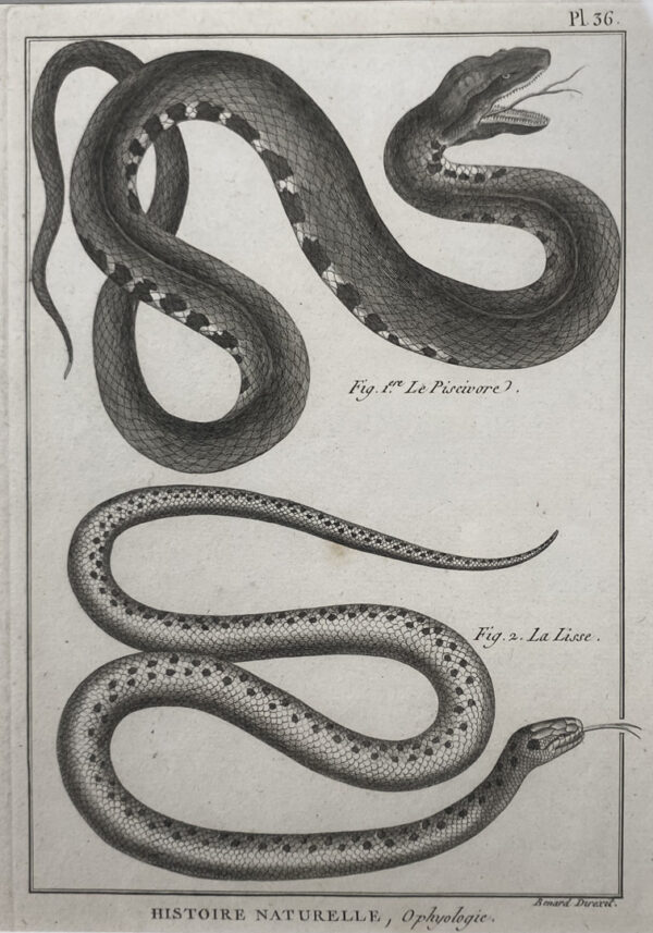 Ancienne gravure, Ophiologie.