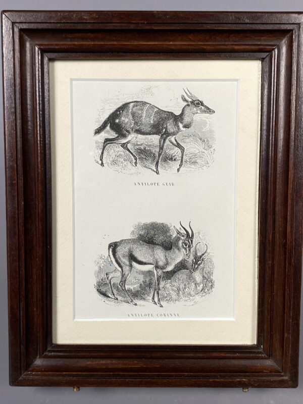 “Antilope Guib, Antilope corinne”