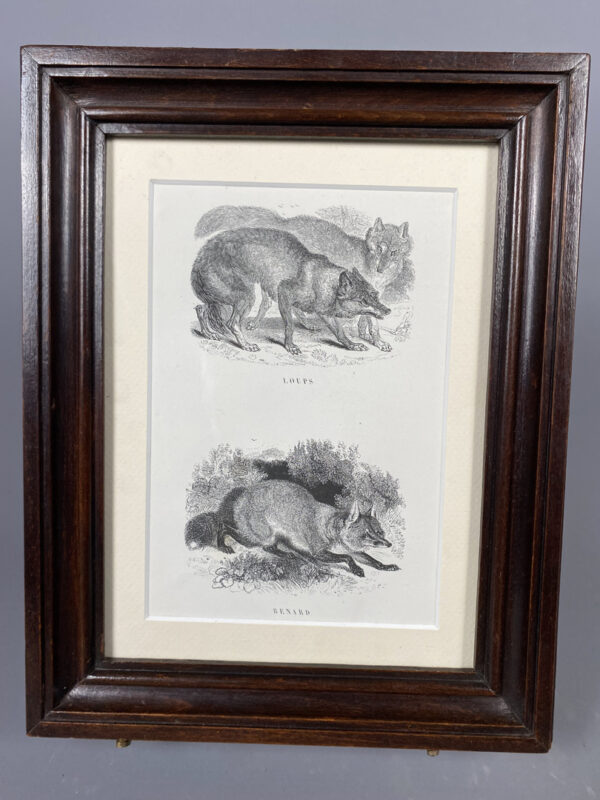 “Loups et Renard”. Ancienne gravure