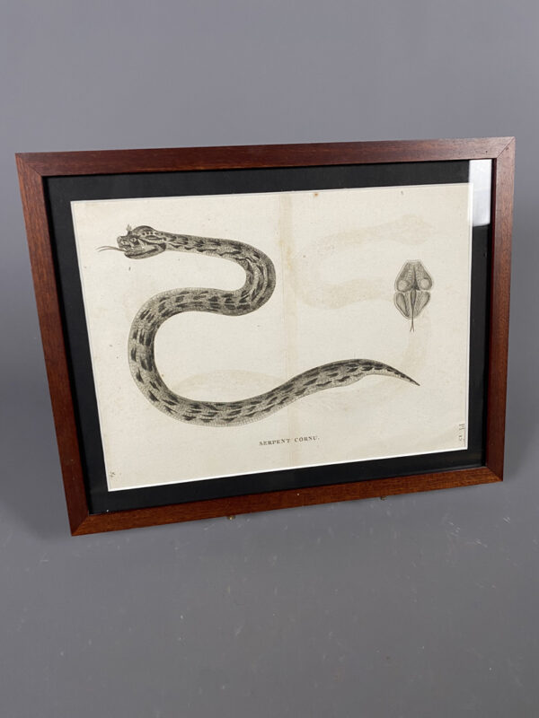 “Serpent Cornu”, Ancienne gravure