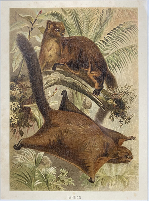 Lithographie couleur ancienne