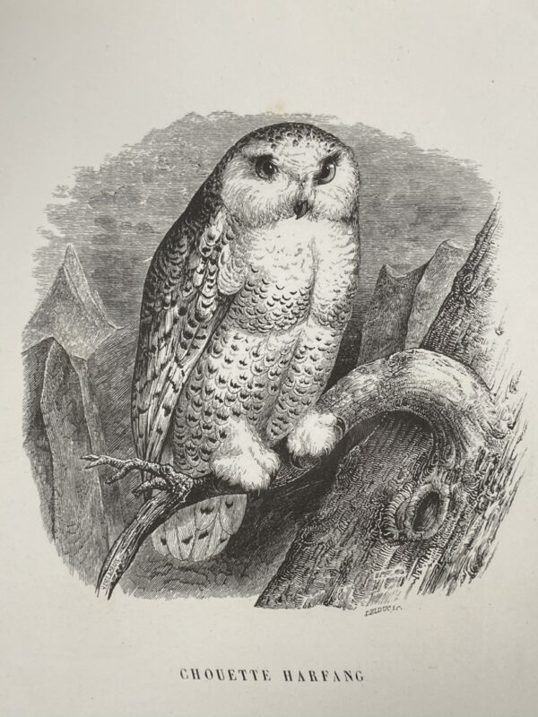 Ancienne gravure “Chouette Harfang”