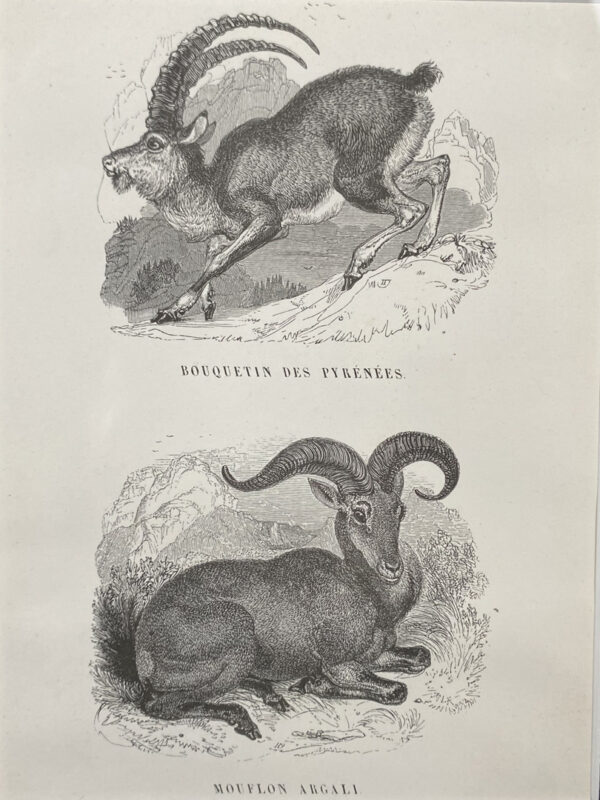 “Bouquetin des pyrénées / Mouflon argali”