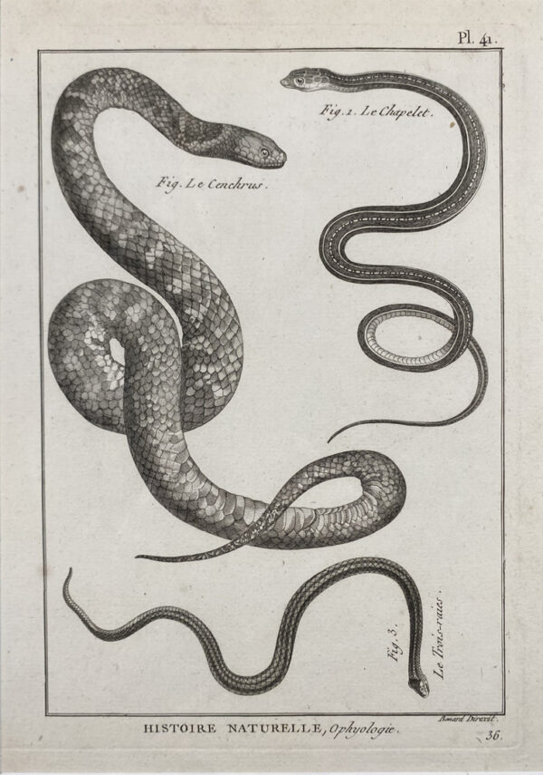 Ancienne gravure, ophyologie